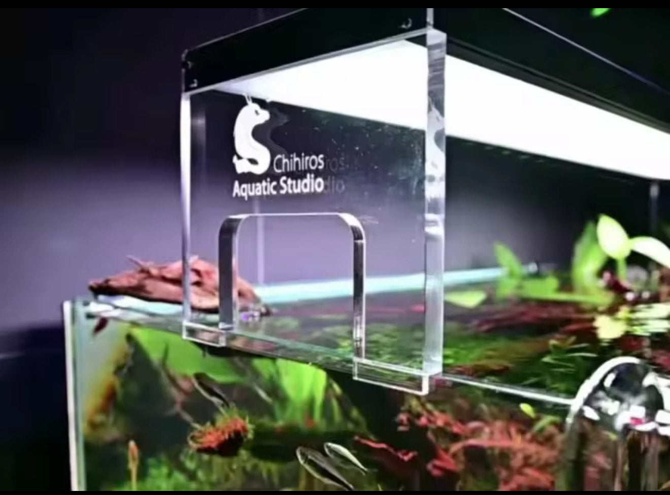 Chihiros WRGB II Version Decimo Aniversario – Shrimp Chile